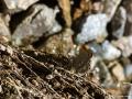 Polyommatus crassipunctus (Çokgözlü Anadolumavisi)